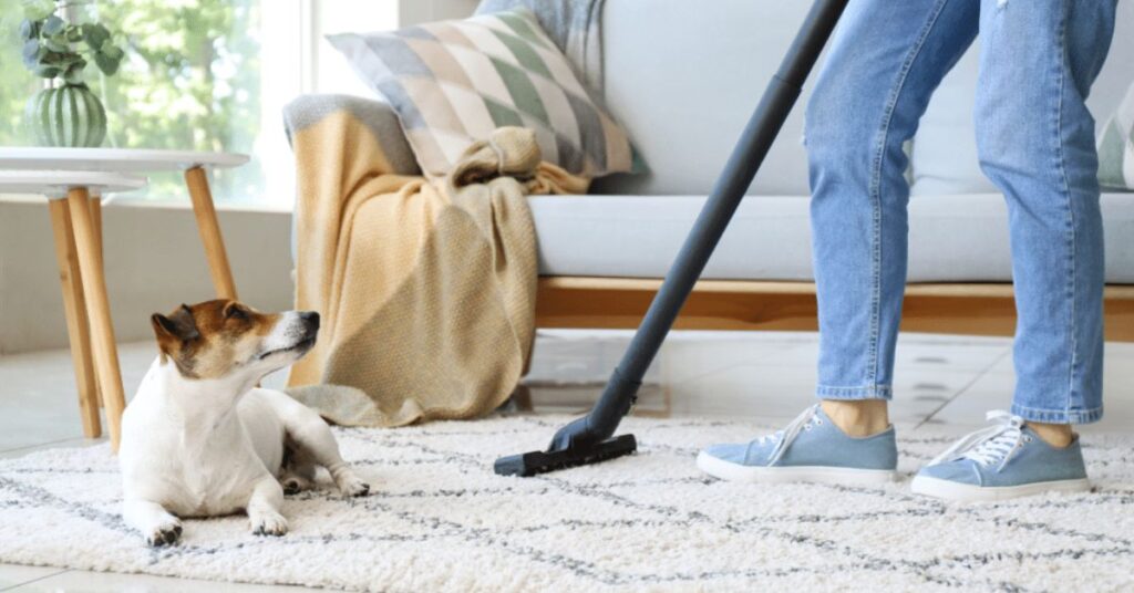 Autumn cleaning tips for pet owners